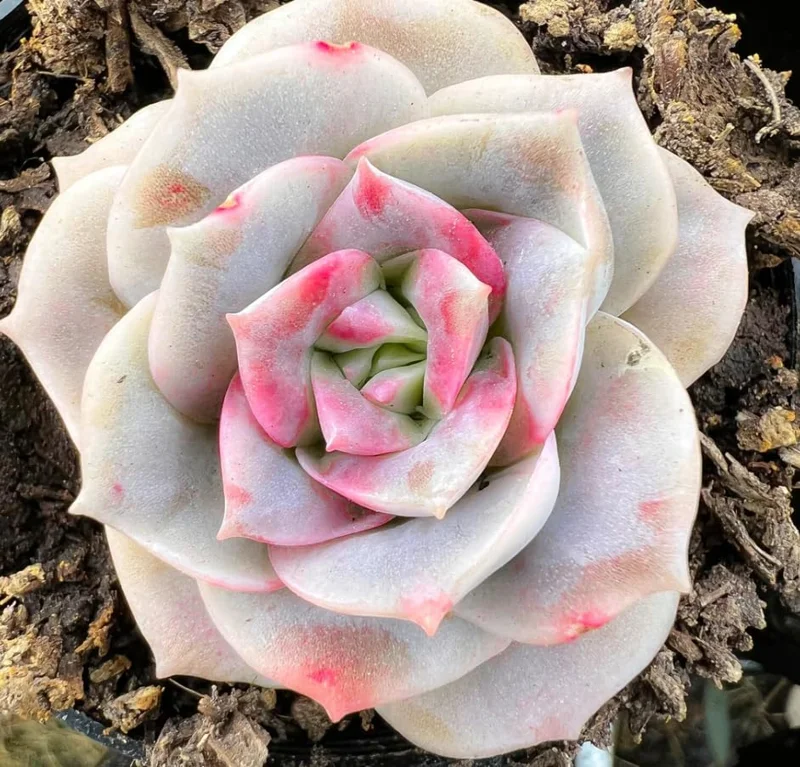 Graptoveria Rose Echeveria Live Succulent Plant, Gray Green, 4" Pot - Image 3