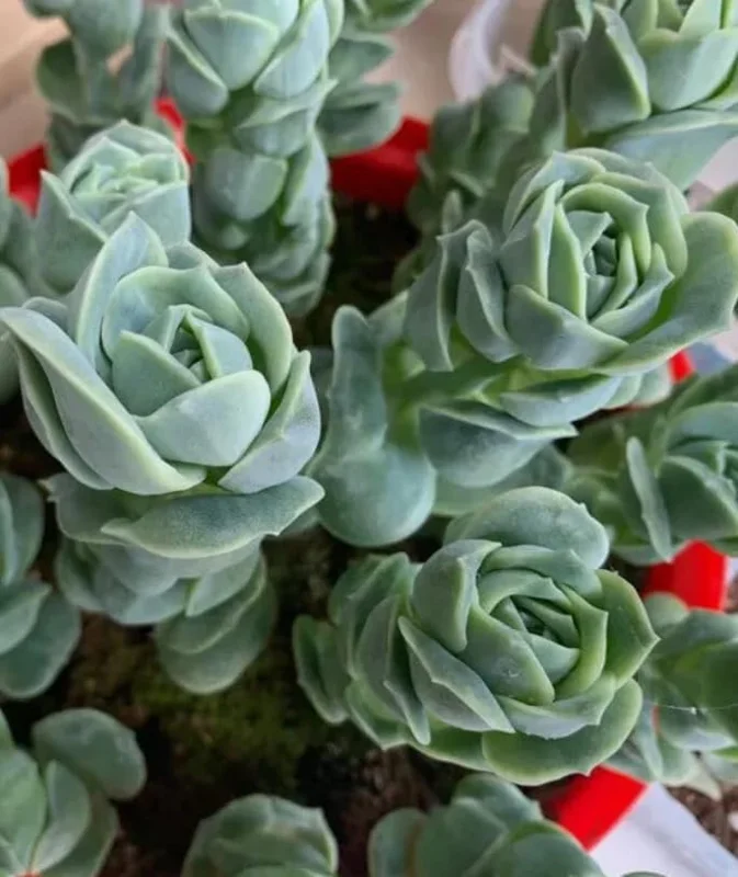 Graptoveria Rose Echeveria Live Succulent Plant, Gray Green, 4" Pot - Image 4