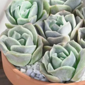 Graptoveria Rose Echeveria Live Succulent Plant, Gray Green, 4