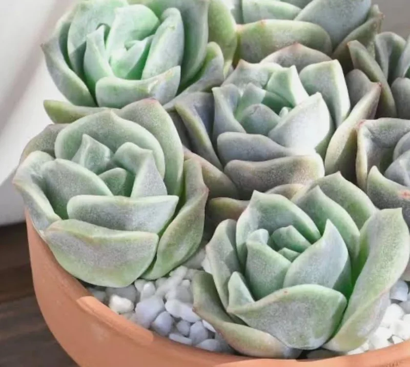 Graptoveria Rose Echeveria Live Succulent Plant, Gray Green, 4" Pot - Image 5