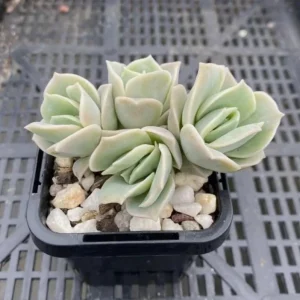 Graptoveria Rose Echeveria Live Succulent Plant, Gray Green, 4