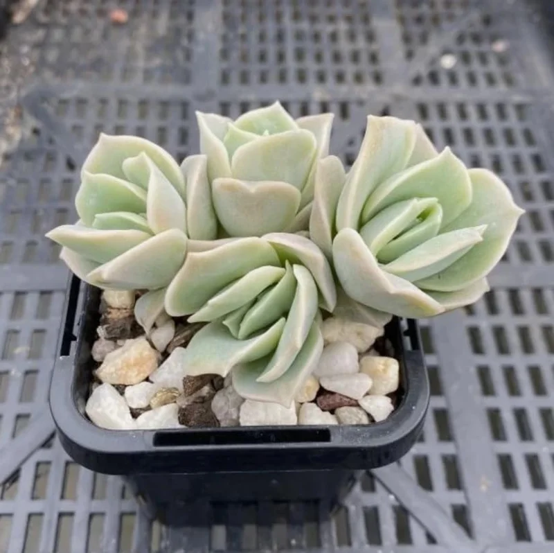 Graptoveria Rose Echeveria Live Succulent Plant, Gray Green, 4" Pot - Image 6