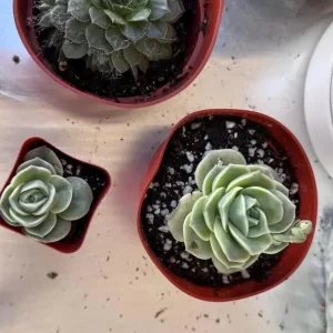 Graptoveria Rose Echeveria Live Succulent Plant, Gray Green, 4