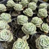 Graptoveria Rose Echeveria Live Succulent Plant, Gray Green, 4" Pot - Image 1