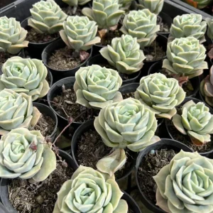 Graptoveria Rose Echeveria Live Succulent Plant, Gray Green, 4