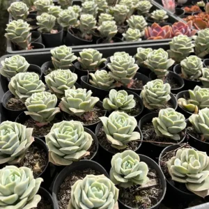 Graptoveria Rose Echeveria Succulent Live Plant - 2