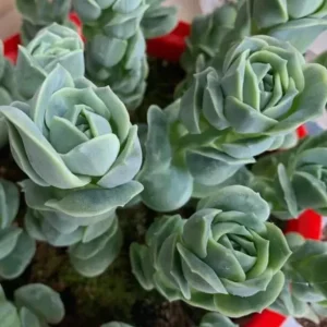 Graptoveria Rose Echeveria Succulent Live Plant - 2