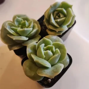 Graptoveria Rose Echeveria Succulent Live Plant - 2