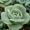 Graptoveria Rose Echeveria Succulent Live Plant - 2" Pot, Gray Green, Indoor/Outdoor - Image 1