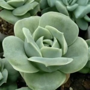 Graptoveria Rose Echeveria Succulent Live Plant - 2