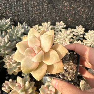 Graptoveria Titubans Variegated Succulent Live Plant 1-2 inch Potted - Image 2