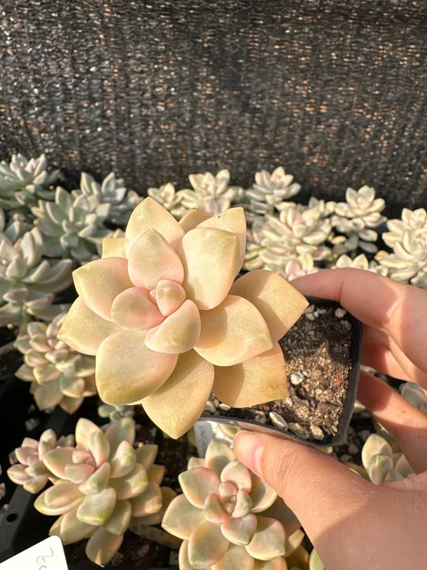 Graptoveria Titubans Variegated Succulent Live Plant 1-2 inch Potted - Image 2
