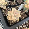 Graptoveria Titubans Variegated Succulent Live Plant 1-2 inch Potted - Image 1