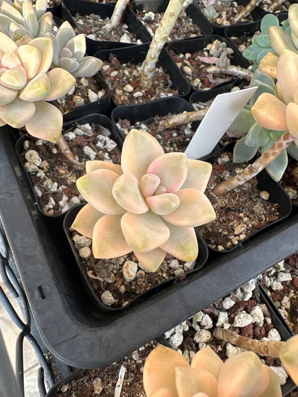 Graptoveria Titubans Variegated Succulent Live Plant 1-2 inch Potted - Image 1