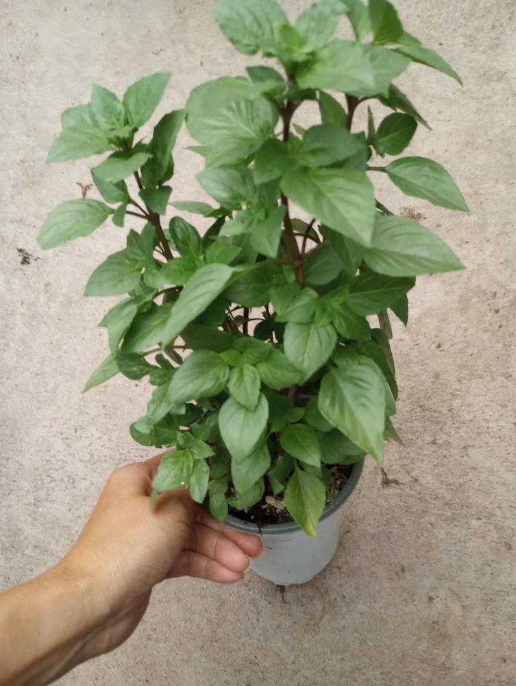 Greek Columnar Basil Live Plant – 6 Inch Pot – Fragrant Culinary Herb for Indoor/Outdoor - Image 1
