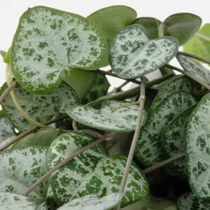 Green String of Hearts Live Plant 6