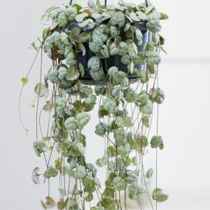 Green String of Hearts Live Plant 6