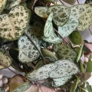 Green String of Hearts Live Plant 6