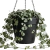 Green String of Hearts Live Plant 6" Pot - Trailing Succulent Houseplant - Image 1