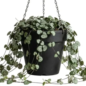 Green String of Hearts Live Plant 6