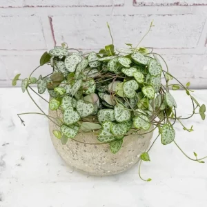 Green String of Hearts Live Plant 6