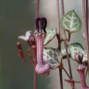 Green String of Hearts Live Plant - Sweetheart Vine - 4 inch Pot - Indoor Trailing Succulent - Image 3
