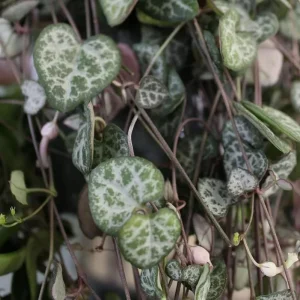 Green String of Hearts Live Plant - Sweetheart Vine - 4 inch Pot - Indoor Trailing Succulent - Image 4