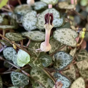 Green String of Hearts Live Plant - Sweetheart Vine - 4 inch Pot - Indoor Trailing Succulent - Image 6