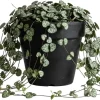 Green String of Hearts Live Plant - Sweetheart Vine - 4 inch Pot - Indoor Trailing Succulent - Image 1