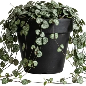 Green String of Hearts Live Plant - Sweetheart Vine - 4 inch Pot - Indoor Trailing Succulent - Image 1