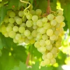 Green Thompson Seedless Grape 3 Live Unrooted 6" Vine Cuttings - Outdoor - Image 1
