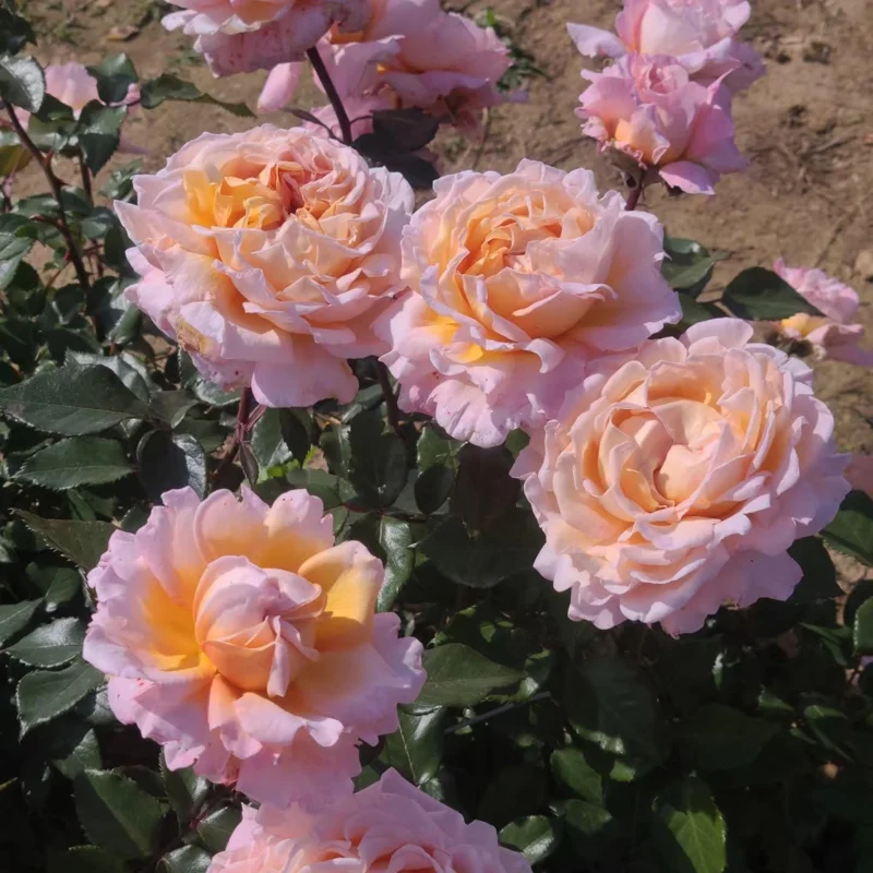 Großherzogin Luise Rose Live Plant - Fragrant Yellow Hybrid, 100 cm Tall - Image 2