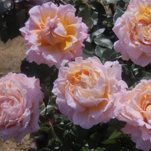 Großherzogin Luise Rose Live Plant - Fragrant Yellow Hybrid, 100 cm Tall - Image 3