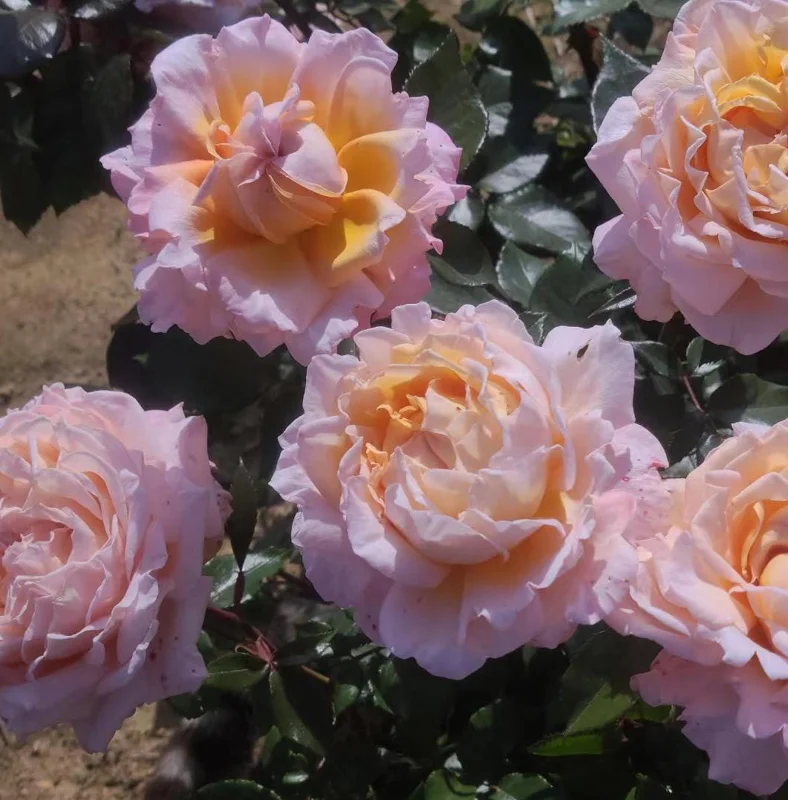 Großherzogin Luise Rose Live Plant - Fragrant Yellow Hybrid, 100 cm Tall - Image 3