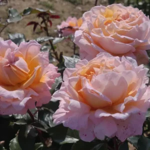 Großherzogin Luise Rose Live Plant - Fragrant Yellow Hybrid, 100 cm Tall - Image 6