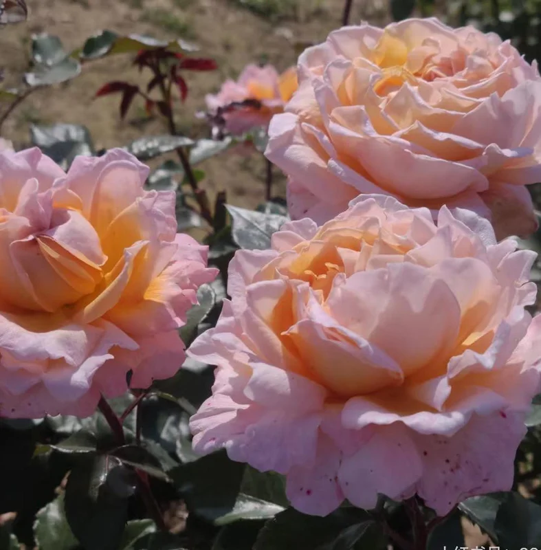 Großherzogin Luise Rose Live Plant - Fragrant Yellow Hybrid, 100 cm Tall - Image 6