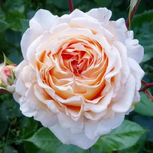 Großherzogin Luise Rose Live Plant - Fragrant Yellow Hybrid, 100 cm Tall - Image 7