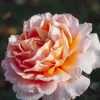 Großherzogin Luise Rose Live Plant - Fragrant Yellow Hybrid, 100 cm Tall - Image 1