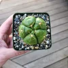 Gymnocalycium horstii Live Cactus – Rare Potted Plant – 4 inch Pot - Image 1
