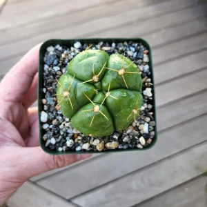 Gymnocalycium horstii Live Cactus – Rare Potted Plant – 4 inch Pot - Image 1