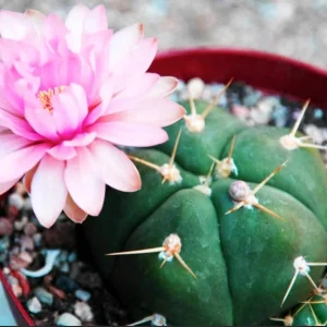 Gymnocalycium horstii Live Cactus – Rare Potted Plant – 4 inch Pot - Image 7