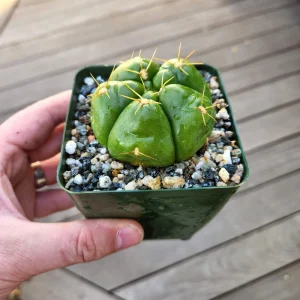 Gymnocalycium horstii Live Cactus – Rare Potted Plant – 4 inch Pot - Image 8
