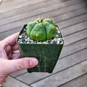 Gymnocalycium horstii Live Cactus – Rare Potted Plant – 4 inch Pot - Image 9