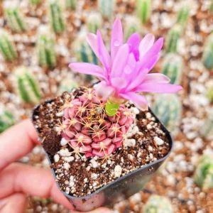 Gymnocalycium Rotundulum Cactus Live Plant - Pink Succulent 2-4 Inch Pot - Image 2
