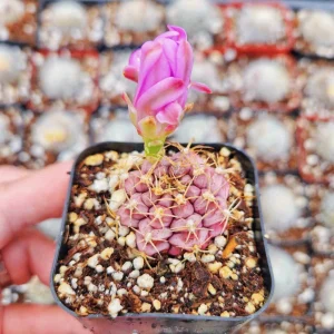 Gymnocalycium Rotundulum Cactus Live Plant - Pink Succulent 2-4 Inch Pot - Image 3