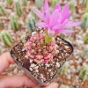 Gymnocalycium Rotundulum Cactus Live Plant - Pink Succulent 2-4 Inch Pot - Image 1