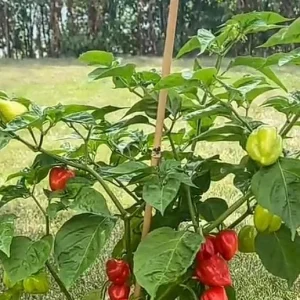 Habanero Pepper Live Plant – 3 Plants in 6 Inch Pots – Hot Chili - Image 1