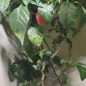 Habanero Pepper Live Plant in Basket Planter - Fruiting - Image 2