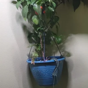 Habanero Pepper Live Plant in Basket Planter - Fruiting - Image 3