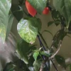 Habanero Pepper Live Plant in Basket Planter - Fruiting - Image 1